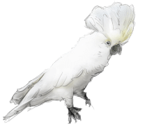 Mascotte